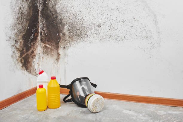 Best Home Mold Removal  in Peach Springs, AZ