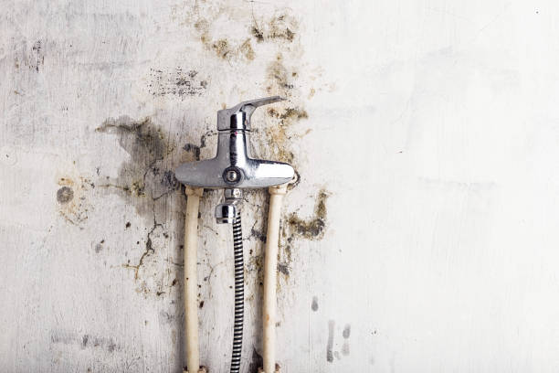 Best Mold Testing  in Peach Springs, AZ