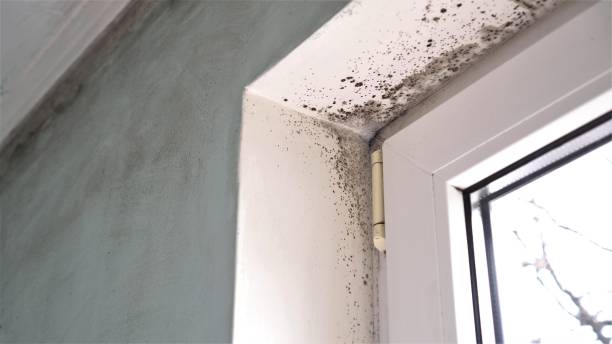 Best Crawl Space Mold Removal  in Peach Springs, AZ