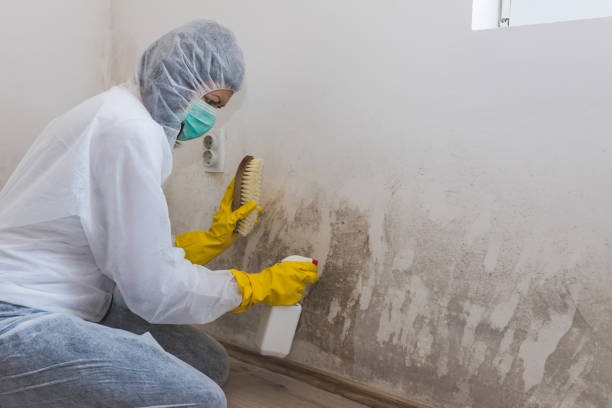 Best Mold Remediation  in Peach Springs, AZ