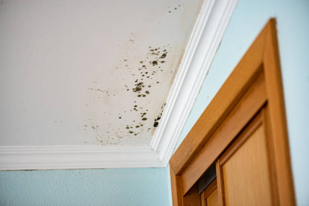 Best Water Damage Restoration  in Peach Springs, AZ