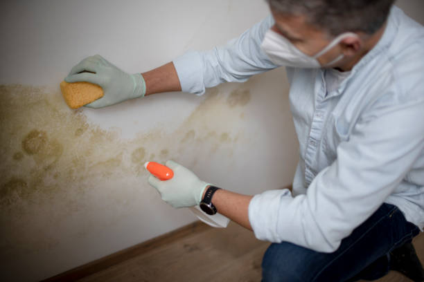 Best Fast Mold Removal  in Peach Springs, AZ