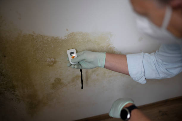 Attic Mold Removal in Peach Springs, AZ