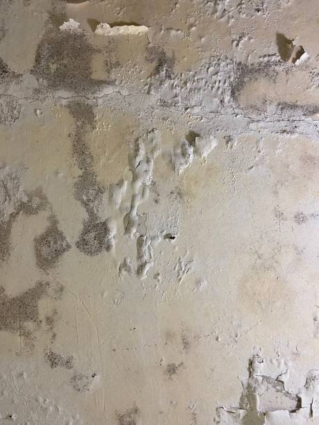Best Mold Removal Company Near Me  in Peach Springs, AZ