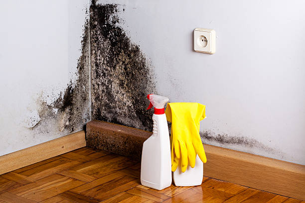 Best Office Mold Removal Services  in Peach Springs, AZ