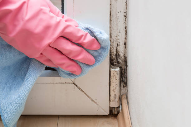 Best Mold Testing  in Peach Springs, AZ