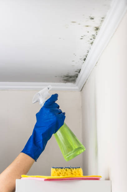 Best Attic Mold Removal  in Peach Springs, AZ
