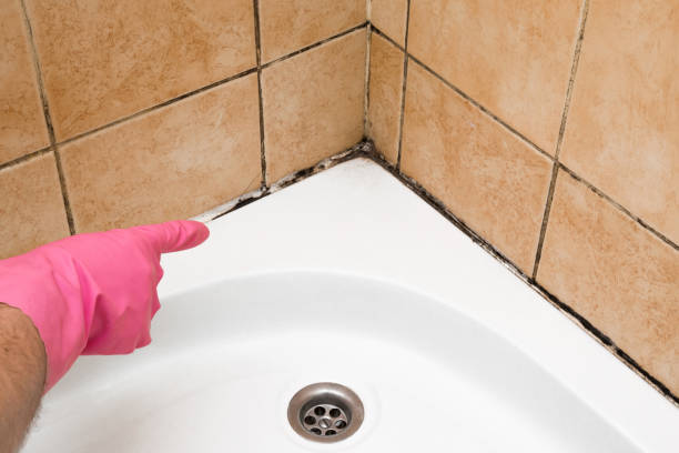 Best Affordable Mold Removal  in Peach Springs, AZ